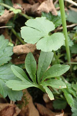 Ranunculus opimus \ Stattlicher Gold-Hahnenfu�, Feister Gold-Hahnenfu� / Portly Goldilocks, D Gro&szlig;wallstadt am Main 8.4.2017