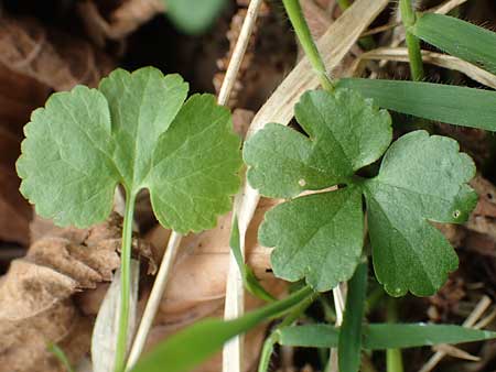 Ranunculus opimus \ Stattlicher Gold-Hahnenfu�, Feister Gold-Hahnenfu� / Portly Goldilocks, D Gro&szlig;wallstadt am Main 8.4.2017