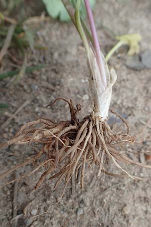 Ranunculus opimus \ Stattlicher Gold-Hahnenfu�, Feister Gold-Hahnenfu� / Portly Goldilocks, D Gro&szlig;wallstadt am Main 8.4.2017