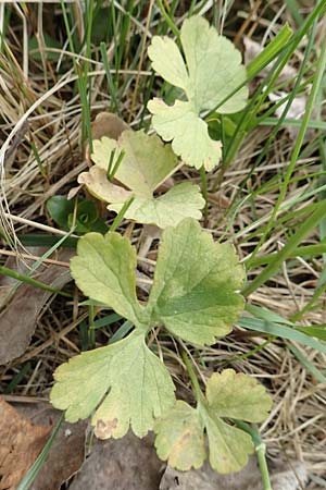 Ranunculus onsdorfensis \ Onsdorfer Gold-Hahnenfu� / Onsdorf Goldilocks , D Konz-Onsdorf 22.4.2017