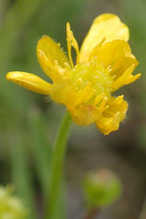Ranunculus onsdorfensis \ Onsdorfer Gold-Hahnenfu� / Onsdorf Goldilocks , D Konz-Onsdorf 22.4.2017