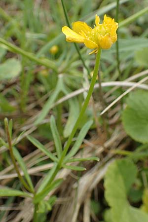 Ranunculus onsdorfensis \ Onsdorfer Gold-Hahnenfu� / Onsdorf Goldilocks , D Konz-Onsdorf 22.4.2017