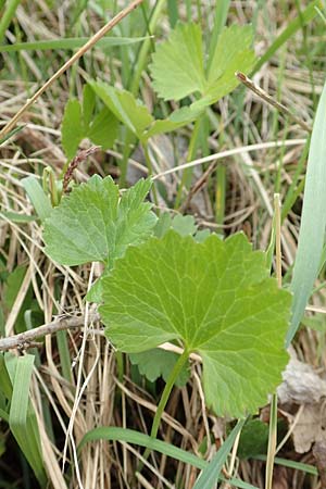 Ranunculus onsdorfensis \ Onsdorfer Gold-Hahnenfu� / Onsdorf Goldilocks , D Konz-Onsdorf 22.4.2017