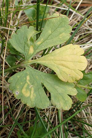Ranunculus onsdorfensis \ Onsdorfer Gold-Hahnenfu� / Onsdorf Goldilocks , D Konz-Onsdorf 22.4.2017