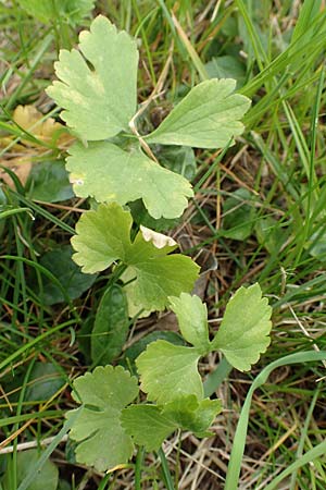 Ranunculus onsdorfensis \ Onsdorfer Gold-Hahnenfu� / Onsdorf Goldilocks , D Konz-Onsdorf 22.4.2017