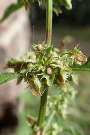 Rumex obtusifolius subsp. transiens \ Mittlerer Stumpfblatt-Ampfer / Intermediate Broad-Leaved Dock, D Mannheim 17.9.2017