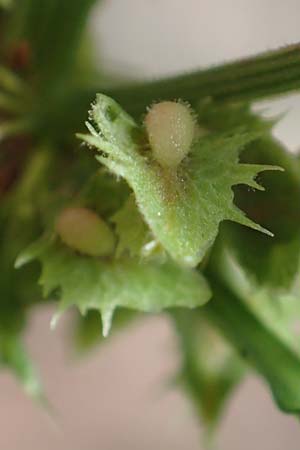 Rumex obtusifolius subsp. transiens \ Mittlerer Stumpfblatt-Ampfer / Intermediate Broad-Leaved Dock, D Mannheim 17.9.2017