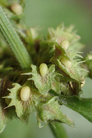 Rumex obtusifolius subsp. transiens \ Mittlerer Stumpfblatt-Ampfer / Intermediate Broad-Leaved Dock, D Mannheim 17.9.2017