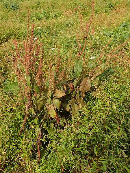 Rumex obtusifolius subsp. transiens \ Mittlerer Stumpfblatt-Ampfer / Intermediate Broad-Leaved Dock, D Wei&szlig;enthurm-Kaltenengers 27.9.2017