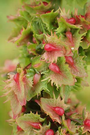 Rumex obtusifolius subsp. transiens \ Mittlerer Stumpfblatt-Ampfer / Intermediate Broad-Leaved Dock, D Wei&szlig;enthurm-Kaltenengers 27.9.2017