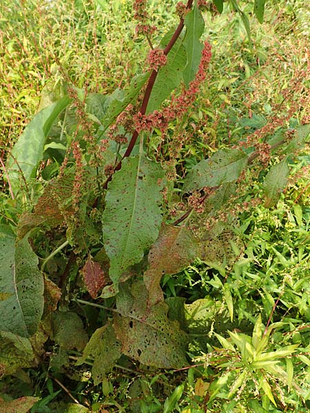 Rumex obtusifolius subsp. transiens \ Mittlerer Stumpfblatt-Ampfer / Intermediate Broad-Leaved Dock, D Wei&szlig;enthurm-Kaltenengers 27.9.2017