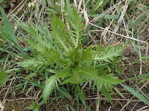 Rorippa amphibia \ Wasser-Kresse / Great Yellow-Cress, D Br&uuml;hl bei/near Mannheim 12.4.2018