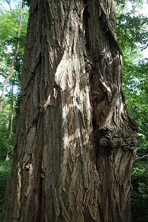 Robinia pseudoacacia \ Robinie / False Acacia, D Wiesloch 30.4.2018