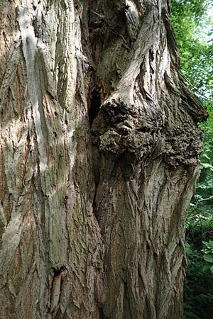 Robinia pseudoacacia \ Robinie / False Acacia, D Wiesloch 30.4.2018
