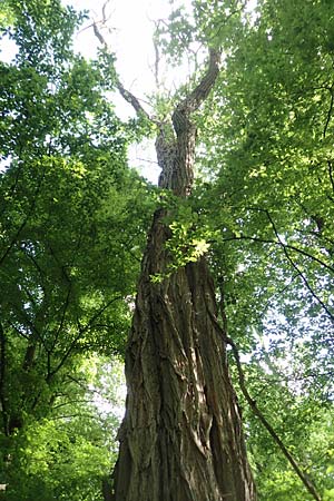 Robinia pseudoacacia \ Robinie / False Acacia, D Wiesloch 30.4.2018