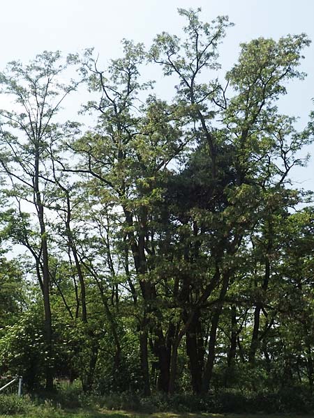 Robinia pseudoacacia \ Robinie / False Acacia, D Mannheim 18.5.2018