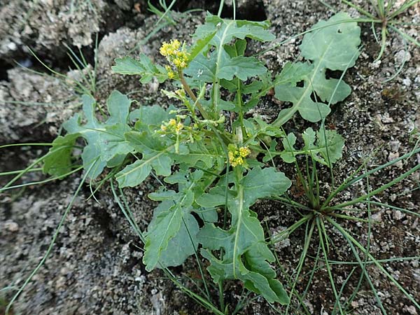 Rorippa palustris \ Gew�hnliche Sumpfkresse / Marsh Yellow-Cress, D H&ouml;velhof 23.8.2018