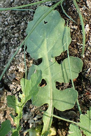 Rorippa palustris \ Gew�hnliche Sumpfkresse / Marsh Yellow-Cress, D H&ouml;velhof 23.8.2018