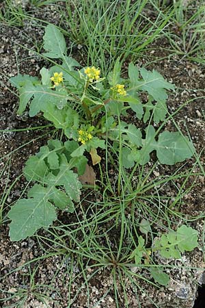 Rorippa palustris \ Gew�hnliche Sumpfkresse / Marsh Yellow-Cress, D H&ouml;velhof 23.8.2018