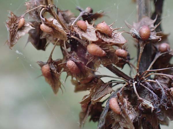 Rumex obtusifolius subsp. transiens \ Mittlerer Stumpfblatt-Ampfer / Intermediate Broad-Leaved Dock, D Odenwald, Reichelsheim 12.10.2018
