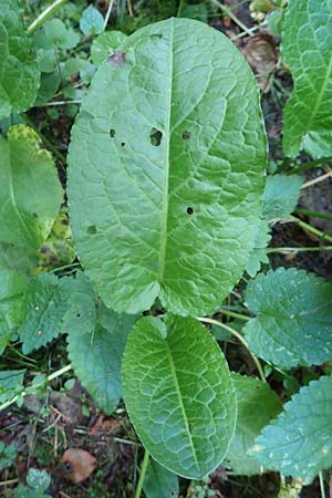 Rumex obtusifolius subsp. transiens \ Mittlerer Stumpfblatt-Ampfer / Intermediate Broad-Leaved Dock, D Odenwald, Reichelsheim 12.10.2018