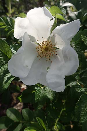 Rosa rugosa \ Kartoffel-Rose / Japanese Rose, D Herne 14.6.2019