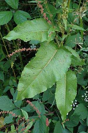 Rumex obtusifolius subsp. transiens \ Mittlerer Stumpfblatt-Ampfer / Intermediate Broad-Leaved Dock, D Trendelburg 28.7.2019