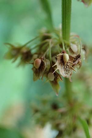 Rumex obtusifolius subsp. transiens \ Mittlerer Stumpfblatt-Ampfer / Intermediate Broad-Leaved Dock, D Trendelburg 28.7.2019