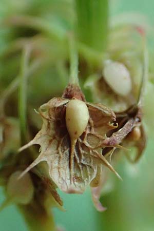 Rumex obtusifolius subsp. transiens \ Mittlerer Stumpfblatt-Ampfer / Intermediate Broad-Leaved Dock, D Trendelburg 28.7.2019