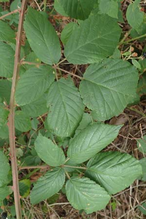 Rubus obtusangulus \ Stumpfkantige Brombeere / Obtuse-Angle Bramble, D Stutensee-Blankenloch 20.8.2019