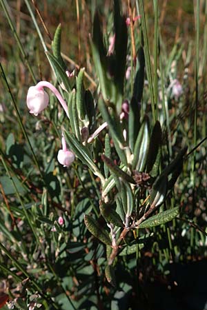 Andromeda polifolia \ Rosmarin-Heide / Bog Rosemary, D Schwarzwald/Black-Forest, Hornisgrinde 3.9.2019
