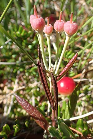 Andromeda polifolia \ Rosmarin-Heide / Bog Rosemary, D Schwarzwald/Black-Forest, Hornisgrinde 3.9.2019