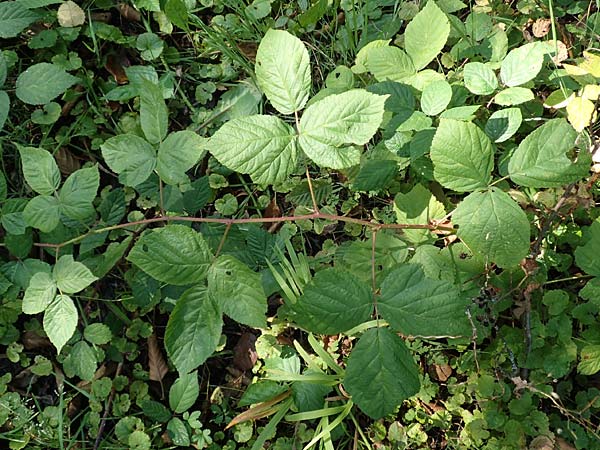 Rubus orthostachys \ Geradachsige Haselblatt-Brombeere / Straight-Axis Bramble, D Sachsenheim-H&auml;fnerhaslach 11.9.2019