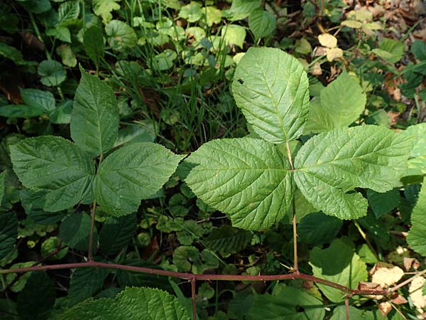 Rubus orthostachys \ Geradachsige Haselblatt-Brombeere / Straight-Axis Bramble, D Sachsenheim-H&auml;fnerhaslach 11.9.2019