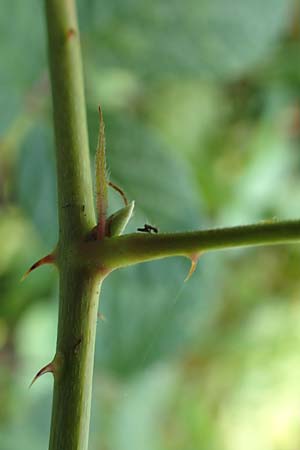 Rubus orthostachys \ Geradachsige Haselblatt-Brombeere / Straight-Axis Bramble, D Sachsenheim-H&auml;fnerhaslach 11.9.2019