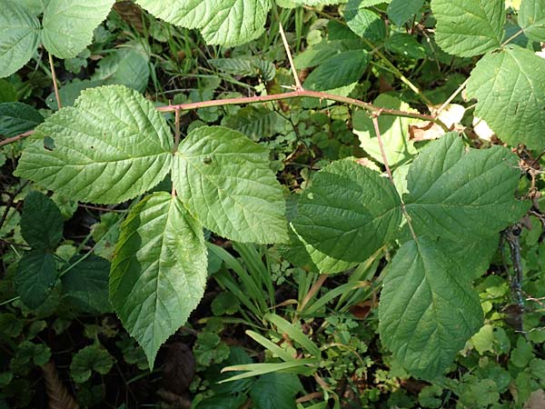 Rubus orthostachys \ Geradachsige Haselblatt-Brombeere / Straight-Axis Bramble, D Sachsenheim-H&auml;fnerhaslach 11.9.2019