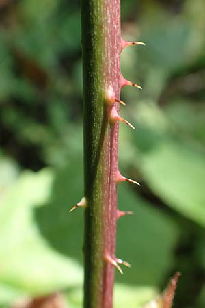 Rubus orthostachys \ Geradachsige Haselblatt-Brombeere / Straight-Axis Bramble, D Sachsenheim-H&auml;fnerhaslach 11.9.2019