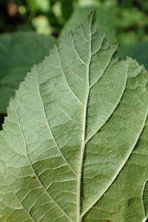 Rubus orthostachys \ Geradachsige Haselblatt-Brombeere / Straight-Axis Bramble, D Sachsenheim-H&auml;fnerhaslach 11.9.2019