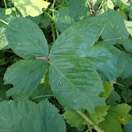 Rubus orthostachys \ Geradachsige Haselblatt-Brombeere / Straight-Axis Bramble, D Sachsenheim-H&auml;fnerhaslach 11.9.2019