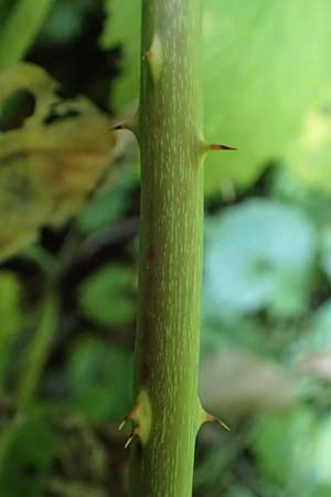 Rubus orthostachys \ Geradachsige Haselblatt-Brombeere / Straight-Axis Bramble, D Sachsenheim-H&auml;fnerhaslach 11.9.2019