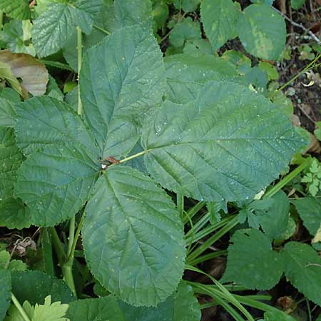 Rubus orthostachys \ Geradachsige Haselblatt-Brombeere / Straight-Axis Bramble, D Sachsenheim-H&auml;fnerhaslach 11.9.2019