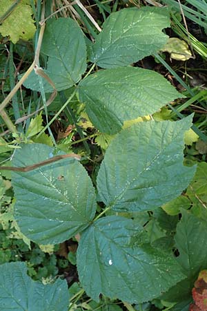 Rubus orthostachys \ Geradachsige Haselblatt-Brombeere / Straight-Axis Bramble, D Sachsenheim-H&auml;fnerhaslach 11.9.2019