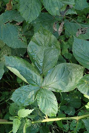 Rubus orthostachys \ Geradachsige Haselblatt-Brombeere / Straight-Axis Bramble, D Sachsenheim-H&auml;fnerhaslach 11.9.2019