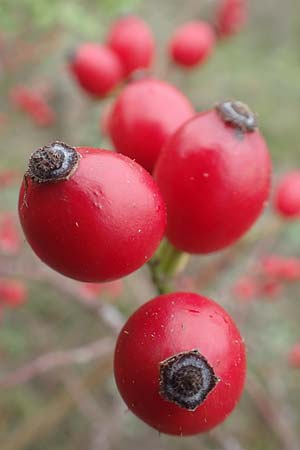 Rosa canina \ Hunds-Rose / Dog Rose, Wild Briar, D Mannheim 27.10.2019