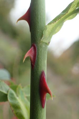Rosa canina \ Hunds-Rose / Dog Rose, Wild Briar, D Mannheim 27.10.2019