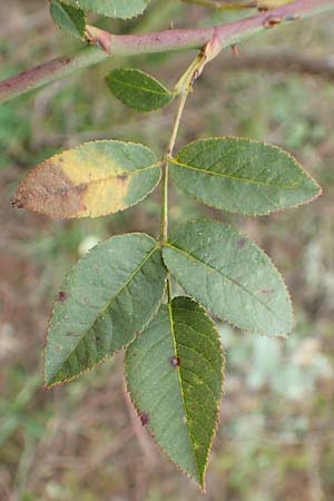 Rosa canina \ Hunds-Rose / Dog Rose, Wild Briar, D Mannheim 27.10.2019