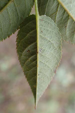 Rosa canina \ Hunds-Rose / Dog Rose, Wild Briar, D Mannheim 27.10.2019