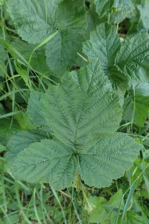 Rubus orthostachyoides \ Geradachsenf&ouml;rmige Brombeere / Straight-Axis Bramble, D Spessart, Burgsinn 21.6.2020