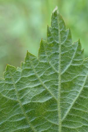 Rubus orthostachyoides \ Geradachsenf&ouml;rmige Brombeere / Straight-Axis Bramble, D Spessart, Burgsinn 21.6.2020