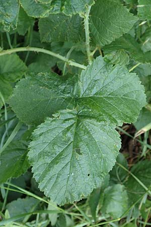 Rubus orthostachyoides \ Geradachsenf&ouml;rmige Brombeere / Straight-Axis Bramble, D Spessart, Burgsinn 21.6.2020